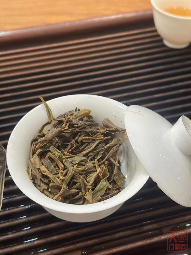新品《2401 乔木老树》