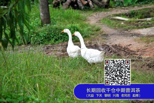 大益集团巴达山茶园基地