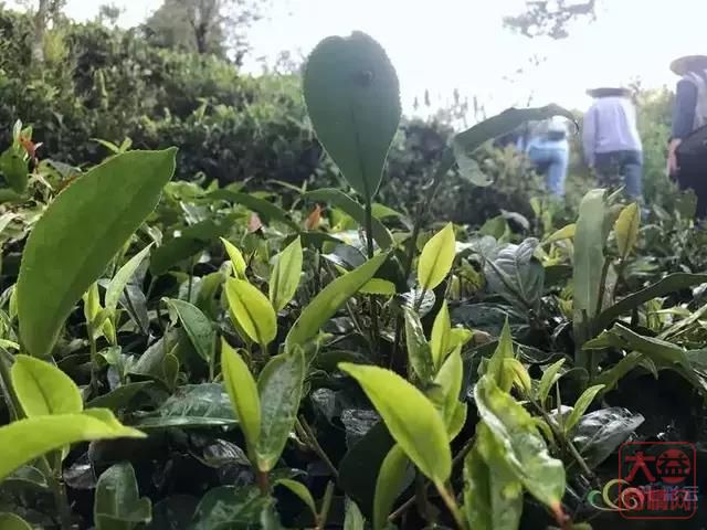 云南“三个一批”调研走进勐海茶厂 好茶致富有“大益”