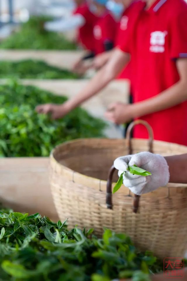 从投资心态看大益茶价,有质疑未必是坏事