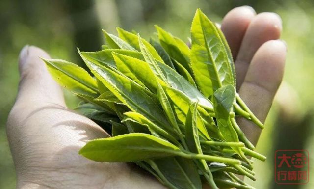 大益茶启市在即,疫情阴霾下的芳村将会迎来那些挑战?哪些机会?