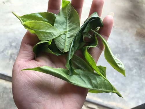 大益普洱茶投资分析：从源头分析，为什么古树茶泡沫难挤？