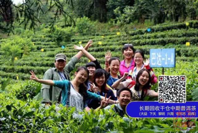 【大益茶】新手游茶山指南