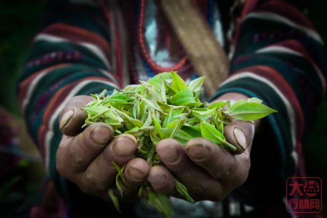 大益茶文化解读系列|NO10·千山一叶