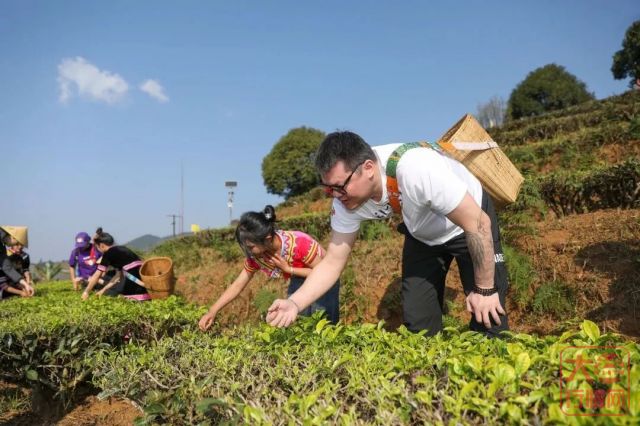 大益春茶开采，5名球星献出与普洱茶亲密的N个第一次