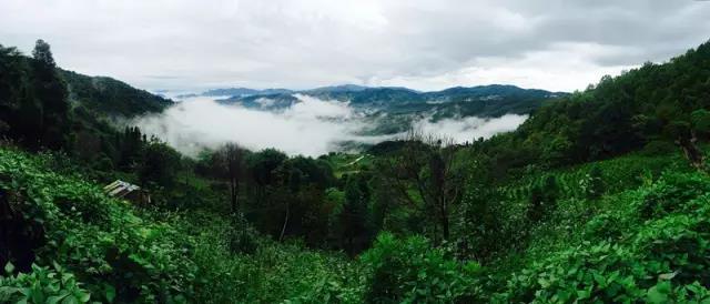 福利时间｜寻茶乡游雨林钻野象谷，这个暑假就选西双版纳