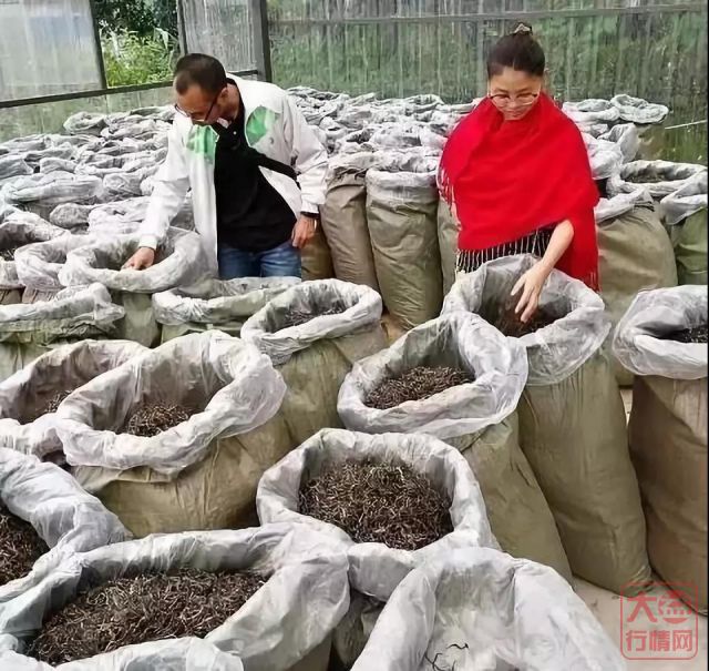 绝对内幕：谁说大益不收购古树大树茶，人家那叫特殊茶！