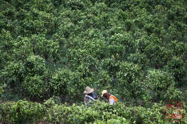 【媒体报道】茶香润心田，茶农脱贫稳 | 大益助力茶山乡村振兴“加速跑”