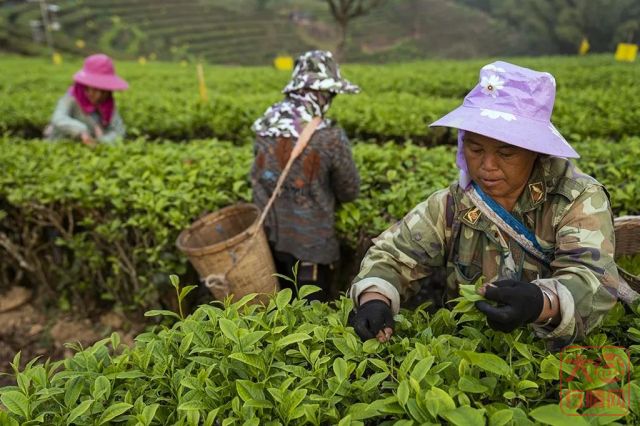 做绿色发展引领者 看云南“10大名茶”头名茶企的匠心制造