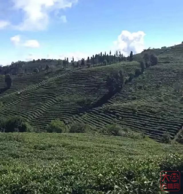 901 布朗山青饼 —— “茶海明珠”上的浓强刚烈