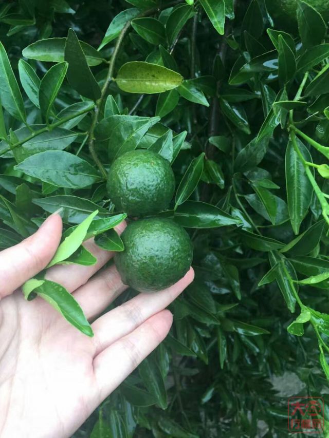 大益普洱茶行情投资分析：大益做柑普？