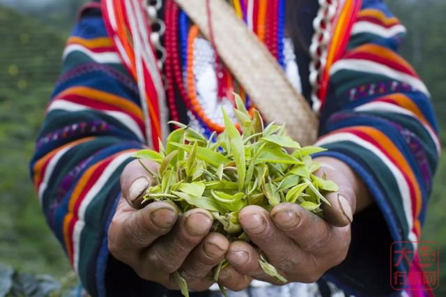 大益打造世界级茶叶品牌的秘诀：就是一份“工匠”精神！