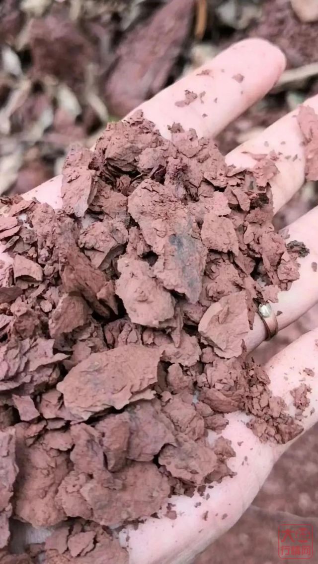 当代贡茶标杆——国宝贡原料突然公布,曼松?