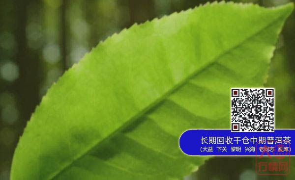 解读大益2013年新版广告