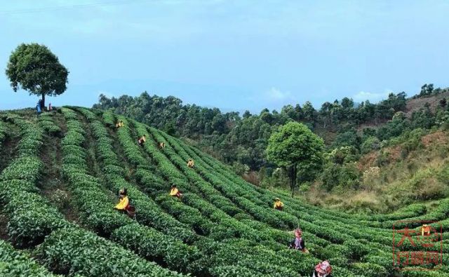 关于白菜的那些事......