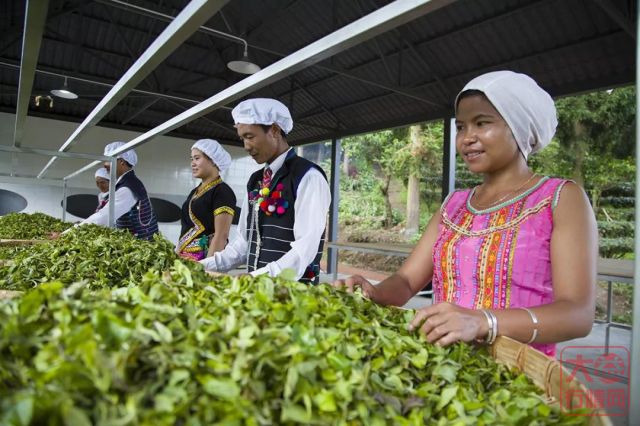 善业常青，勐海茶厂历经78载风雨越走越强！