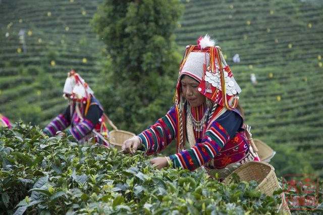 大益打造世界级茶叶品牌的秘诀：就是一份“工匠”精神！