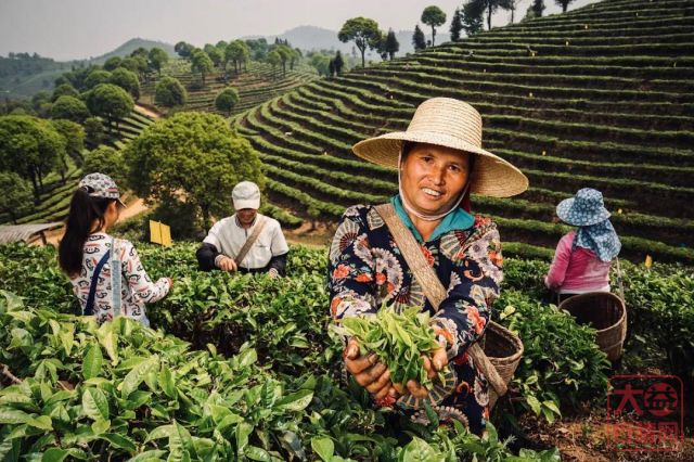 勐海茶厂春茶开收 | 初制所软硬件升级换代,严把原料入库第一关