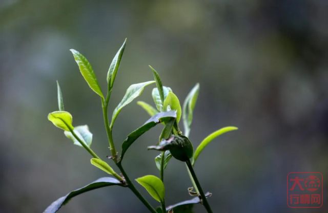 大益茶文化专题篇||以茶为媒，走向共同富裕