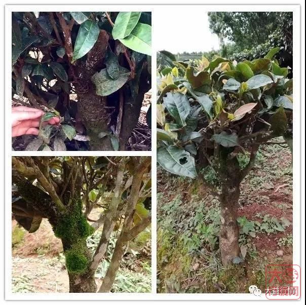 绝对内幕：谁说大益不收购古树大树茶，人家那叫特殊茶！