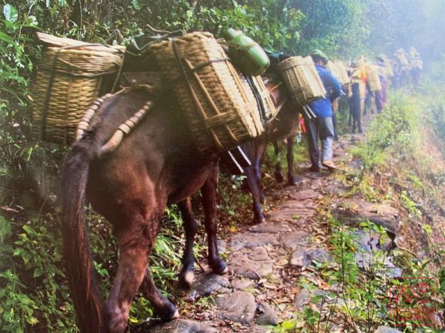 大益茶文化解读系列|NO16·圣茶之旅