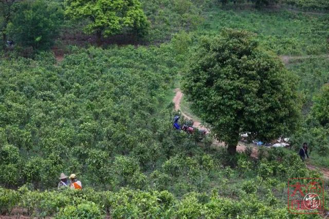 【媒体报道】茶香润心田，茶农脱贫稳 | 大益助力茶山乡村振兴“加速跑”