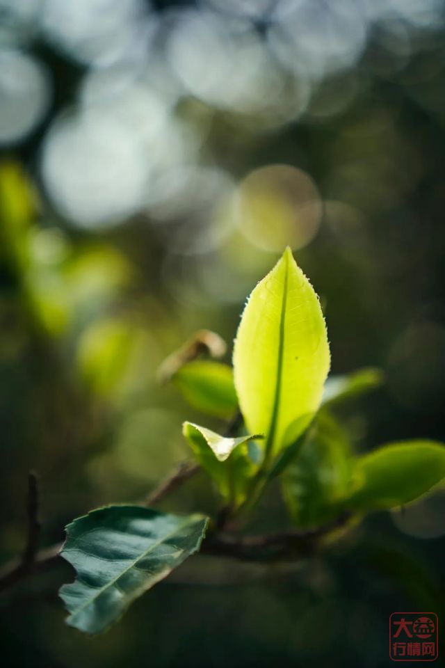 357百科 ▏普洱生茶和熟茶有什么区别?看完你就明白了!