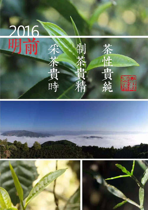 大益普洱茶投资分析：从源头分析，为什么古树茶泡沫难挤？