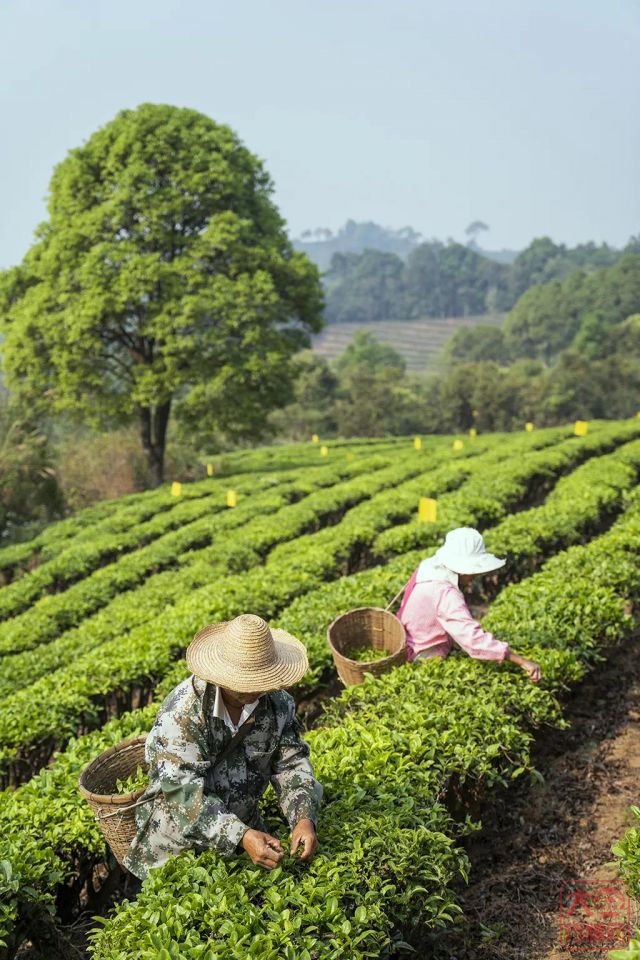 357百科 | 春茶开采啦！人人都道春茶好，好在哪？