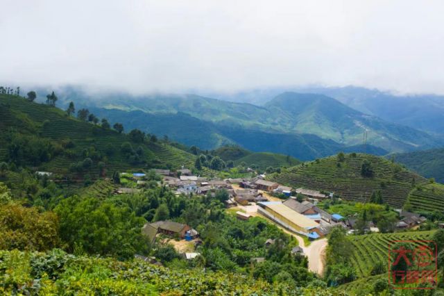 大益茶文化专题篇||以茶为媒，走向共同富裕