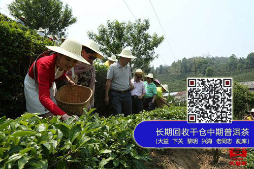 大益天下，普茶之路——云南自驾游第二季普洱风情深度体验活动
